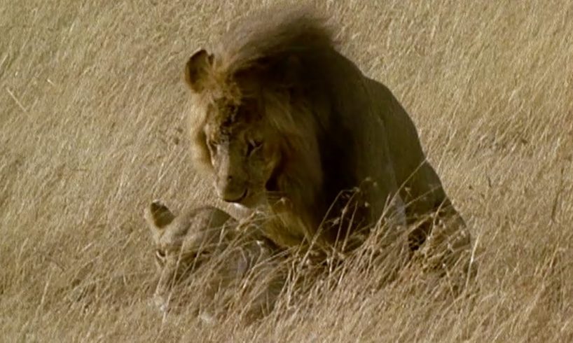 Brutal Lion Infanticide and Mating  | Battle of the Sexes In The Animal World | BBC Earth