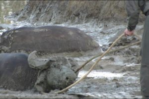 Buffalo Get SAVED by RANGERS and ATTACK vehicles!!!