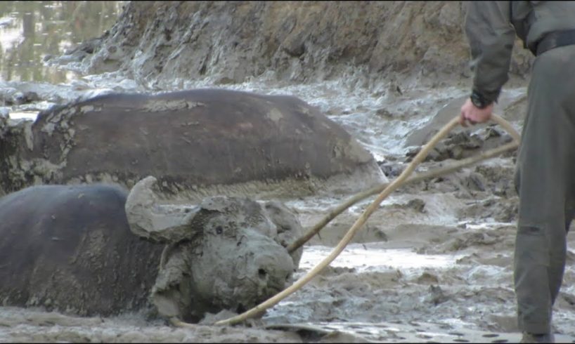 Buffalo Get SAVED by RANGERS and ATTACK vehicles!!!