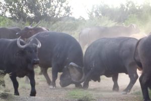 Buffalo fighting INTENSE.