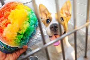 Buying 100 Snow Cones For Homeless Dogs
