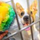 Buying 100 Snow Cones For Homeless Dogs