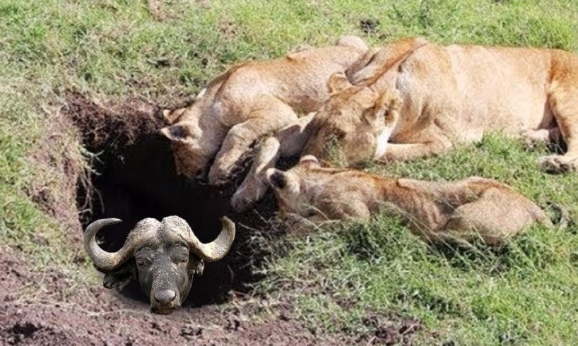BİG BATTLE: KİNG LİON vs BUFFALO ►► FACTS About Most Amazing Wild Animal Attacks #2