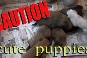 CAUTION - Cute puppies eating