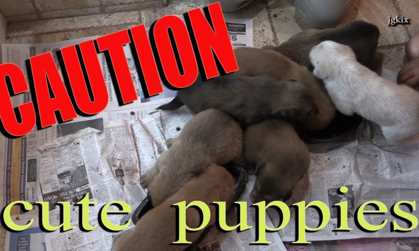 CAUTION - Cute puppies eating