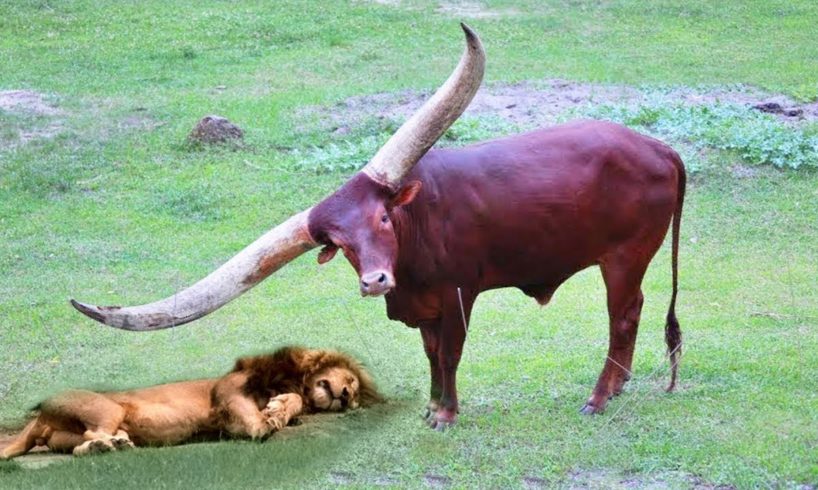 CRAZY ANIMAL Fights  Buffalo kills Lion - Real Fight Wild Animal Attacks