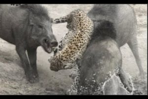 CRAZİEST Animal Fights  ►► Cheetah vs Wild Boar  ►► Wlid fighting vid