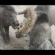 CRAZİEST Animal Fights  ►► Cheetah vs Wild Boar  ►► Wlid fighting vid