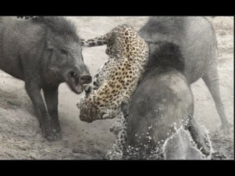 CRAZİEST Animal Fights  ►► Cheetah vs Wild Boar  ►► Wlid fighting vid