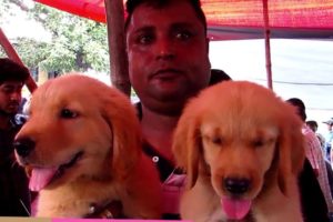 CUTE DOG PUPPY SELLER AT GALIFF STREET PET MARKET KOLKATA INDIA | 11TH AUGUST 2019 VISIT