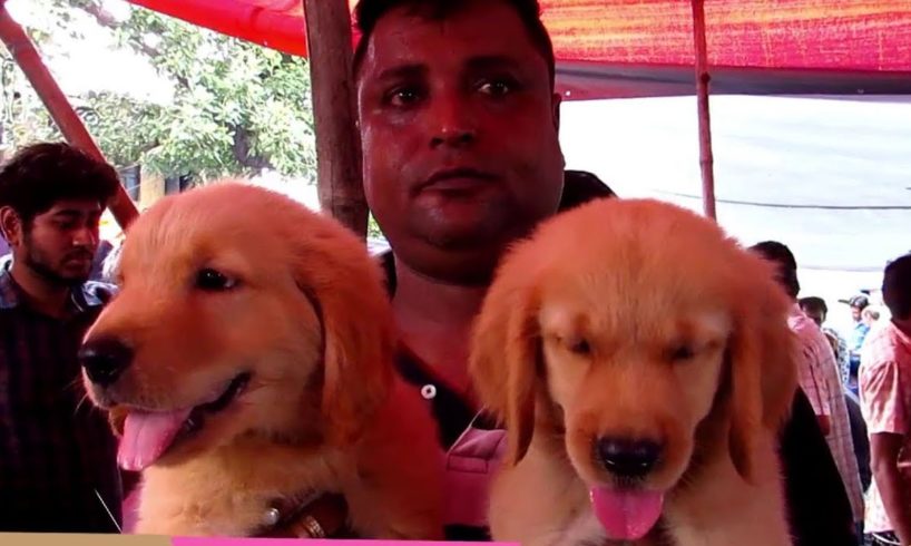 CUTE DOG PUPPY SELLER AT GALIFF STREET PET MARKET KOLKATA INDIA | 11TH AUGUST 2019 VISIT