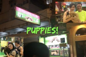 CUTE PUPPIES! - MISS PET 2 Hong Kong
