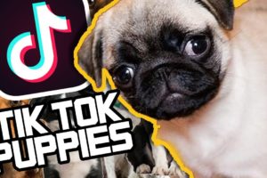 CUTE PUPPIES compilation! Puppies of TikTok!