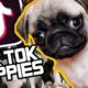 CUTE PUPPIES compilation! Puppies of TikTok!