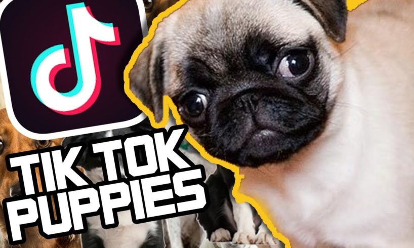 CUTE PUPPIES compilation! Puppies of TikTok!