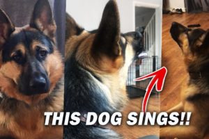 CUTE PUPPY SINGS OPERA! (YOU’LL BE AMAZED) - BE AMAZED, CUTE PUPPIES