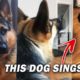 CUTE PUPPY SINGS OPERA! (YOU’LL BE AMAZED) - BE AMAZED, CUTE PUPPIES