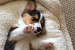 CUTE SLEEPING CORGI PUPPY COMPILATION - Grows Up!