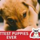 CUTEST PUPPIES EVER | Try Not To Smile Challenge