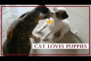 CUTEST PUPPIES THAT LOVES CAT!