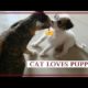 CUTEST PUPPIES THAT LOVES CAT!