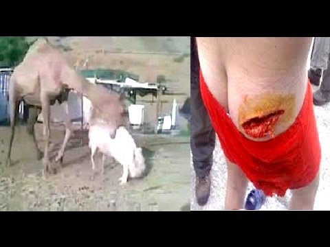 Camel Vs Sheep Biggest Wild Animal Fights To Death