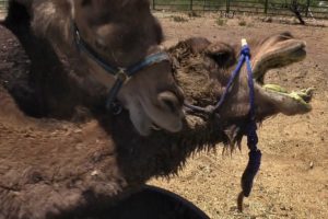 Camel vs. Camel: Animal Attack Unedited (VLOG)