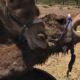 Camel vs. Camel: Animal Attack Unedited (VLOG)