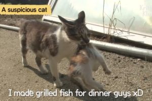 Cat Adopts Abandoned Kittens LOL | Kritter Klub