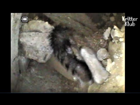 Cat Cries For Help To Save Her Kittens Stuck Inside The Cement Ground | Animal in Crisis EP58