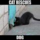 Cat Rescues Dog|funny cats and videos