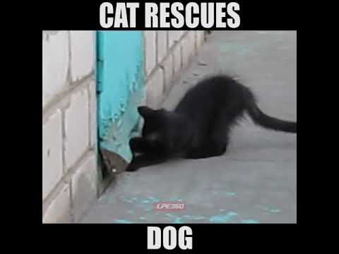 Cat Rescues Dog|funny cats and videos