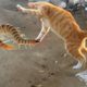 Cats are Playing With Centipede - Animals Daily-Life