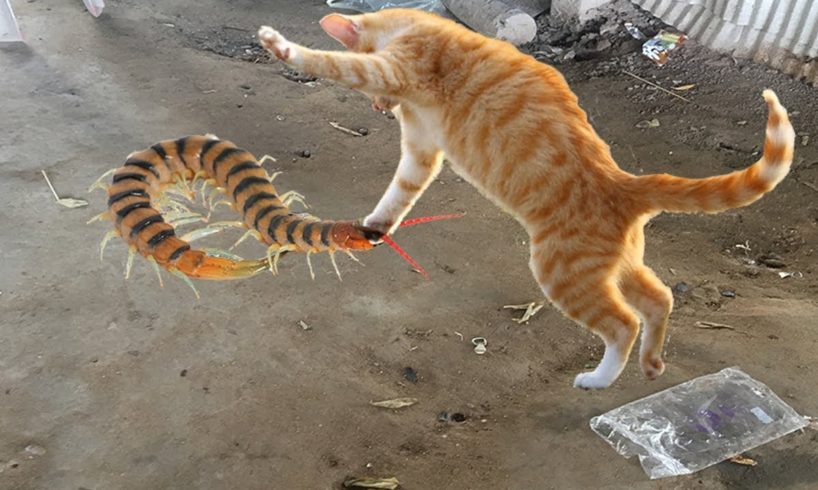 Cats are Playing With Centipede - Animals Daily-Life