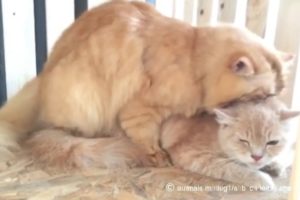 Cats hard love & playing / Animals mating&breeding