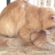 Cats hard love & playing / Animals mating&breeding