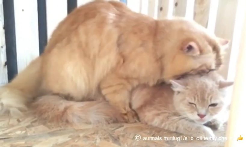 Cats hard love & playing / Animals mating&breeding