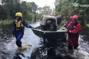 Cats rescued from Hurricane Florence flooding