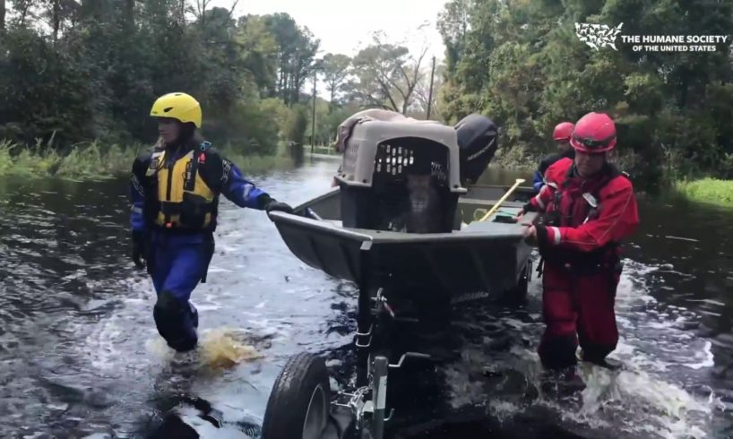 Cats rescued from Hurricane Florence flooding