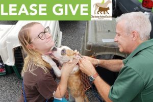 Charleston Animal Society Rescuing Animals During Hurricane Florence