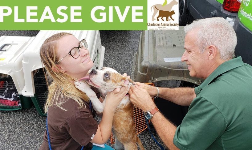 Charleston Animal Society Rescuing Animals During Hurricane Florence