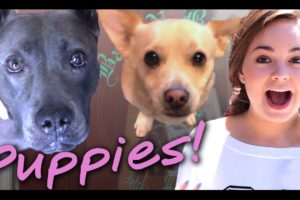 Chelsea Crockett Visits Dog Shelter with Cutest Puppies Ever! #17Before17