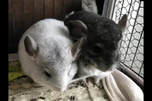 Chinchilla funny playing. Chinchilla cute and fynny videos. Animals funny video