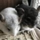 Chinchilla funny playing. Chinchilla cute and fynny videos. Animals funny video