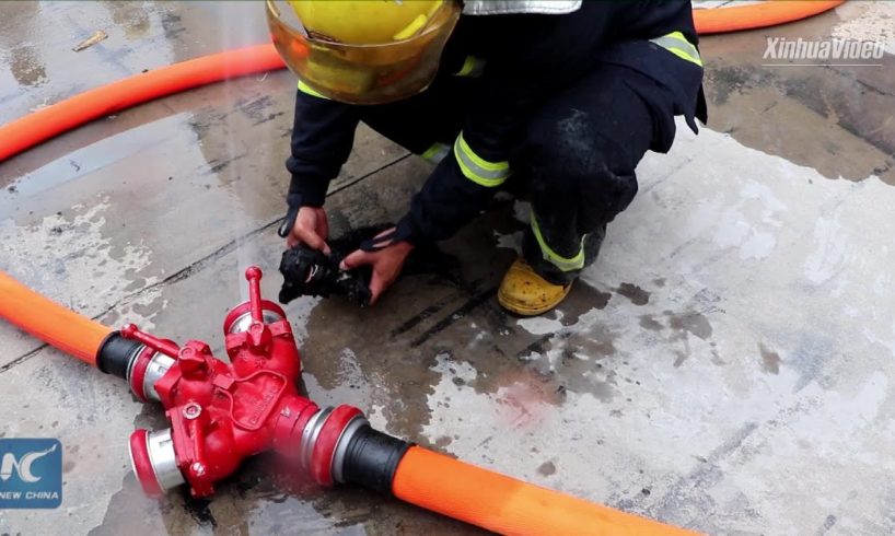 Chinese firemen rescue 5 pups from fire, perform CPR on them