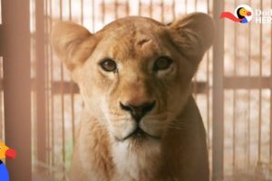 Circus Lion Can't Wait To Be Reunited With Her Cubs | Dodo Heroes