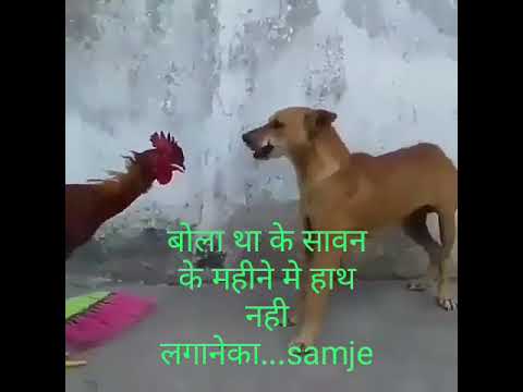 Cock Vs Dog fights