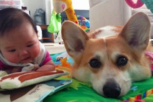 Corgi Puppy Wants To Be Baby's Best Friend || Dog Love Baby