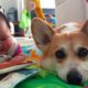Corgi Puppy Wants To Be Baby's Best Friend || Dog Love Baby