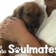 Couple Finds A Stray Puppy On Vacation | The Dodo Soulmates